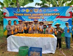 Polsek Kenjeran,Dukung Ketahanan Pangan, Panen Jagung Di Jalan Tambak Wedi Baru.
