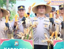 Dukung Ketahanan Pangan Nasional, Polres Gresik Sukses Panen Raya Jagung 80 Ton di Panceng dan Salurkan Bantuan untuk Petani